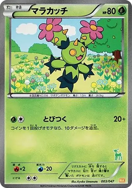 Maractus