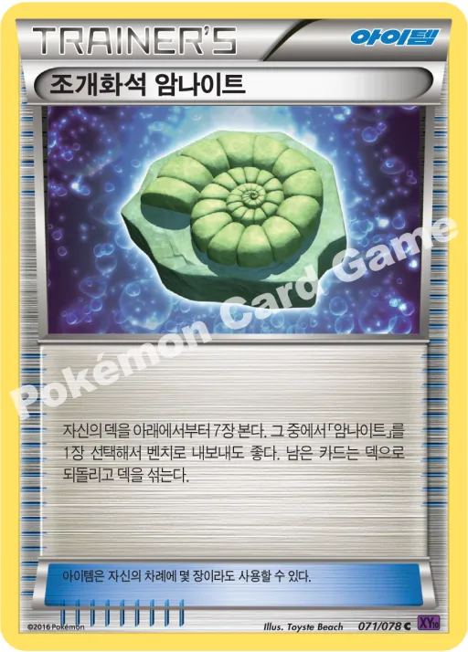 조개화석 암나이트